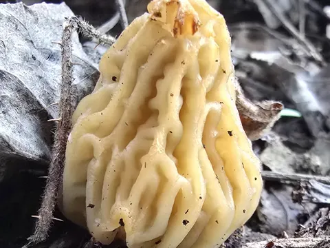 Spitzmorchel