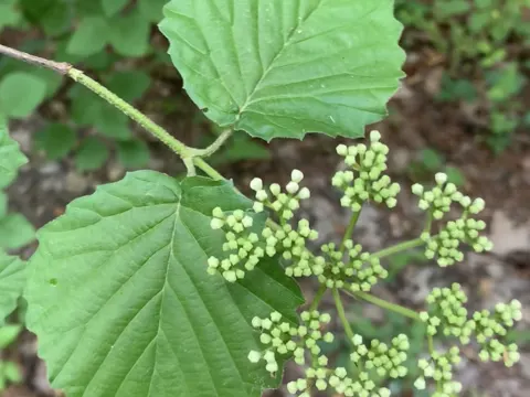 Pfeilholz-Schneeball (Viburnum dentatum)