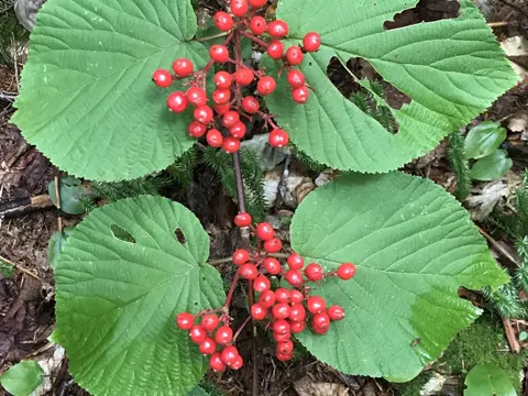 Viburnum lantanoides