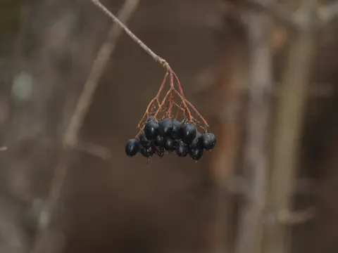 Black Haw