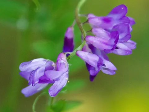 Vogel-Wicke