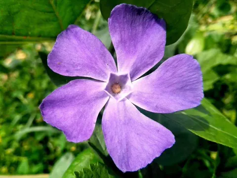 Großes Immergrün (Vinca major)