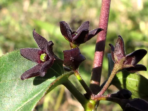 Schwarze Schwalbenwurz (Vincetoxicum nigrum)