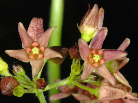 Russische Schwalbenwurz (Vincetoxicum rossicum)