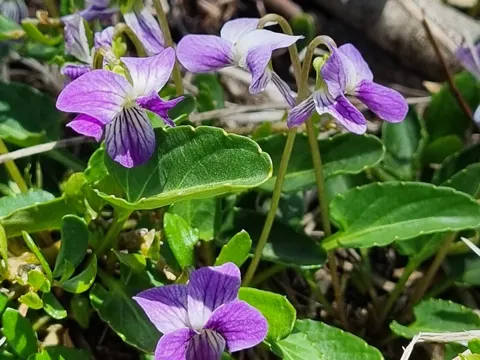 Viola betonicifolia