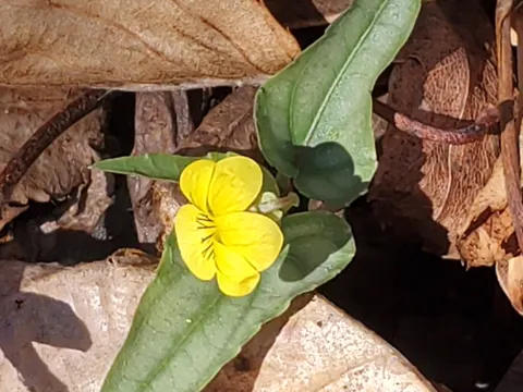 Speerblattveilchen (Viola hastata)