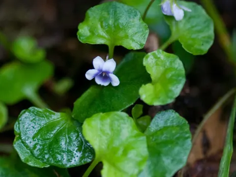 Efeu-Veilchen (Viola hederacea)