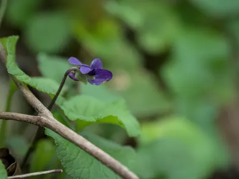 Duftveilchen (Viola odorata)