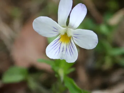 Acker-Stiefmütterchen