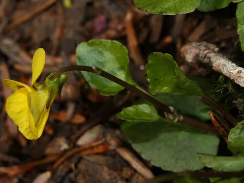 Immergrünes Veilchen (Viola sempervirens)