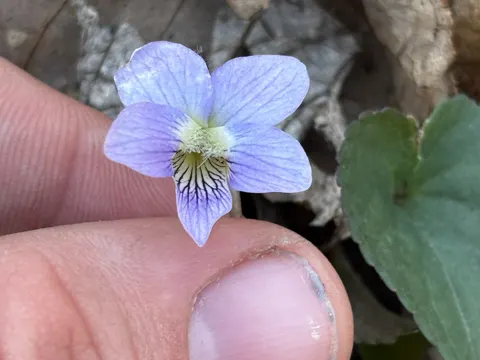 Pfingst-Veilchen (Viola sororia)
