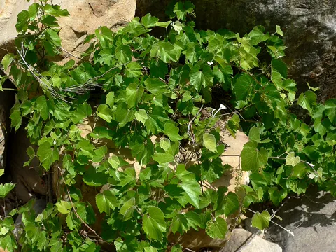 Arizona-Traube (Vitis arizonica)