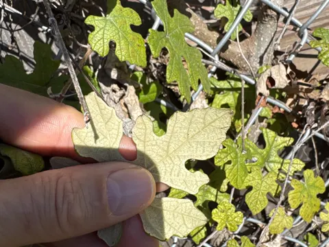 Mustang Grape (Vitis mustangensis)