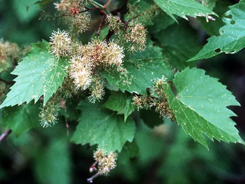 Wilde Rebe (Vitis riparia)