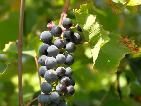 Weinrebe