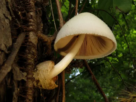 Seidiger Scheidling (Volvariella bombycina)
