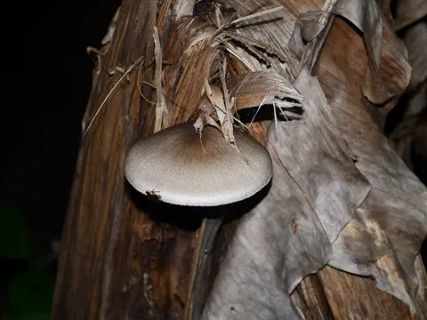 Strohpilz (Volvariella volvacea)