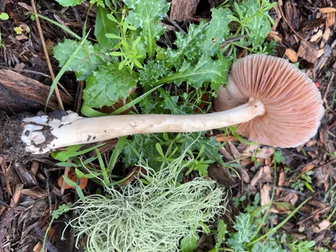 Flockenstieliger Hexen-Hexen-Pilz