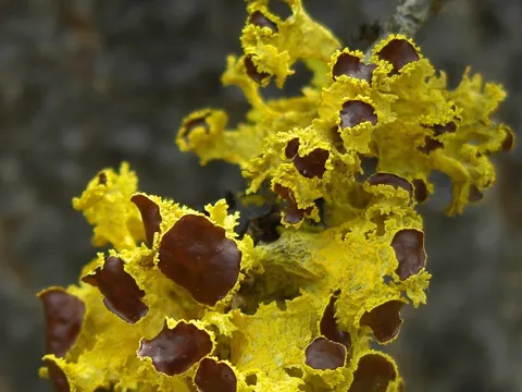 Vulpicida canadensis