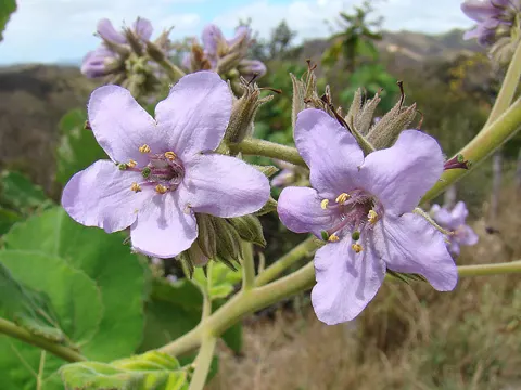 Wigandia urens (Wigandia urens)