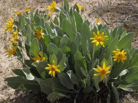 Wyethia mollis (Wyethia mollis)