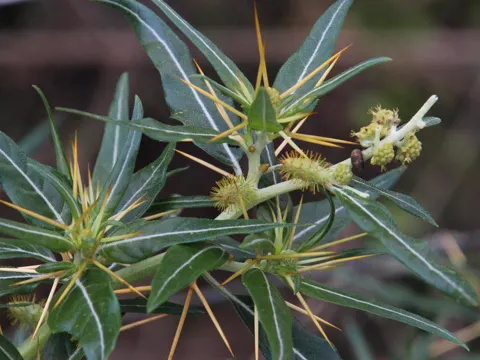 Dornige Spitzklette (Xanthium spinosum)