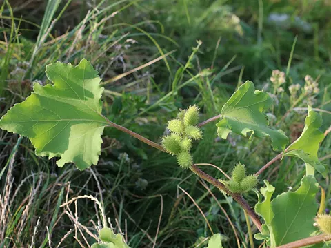 Gemeine Spitzklette (Xanthium strumarium)