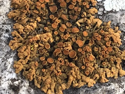 Xanthoria elegans