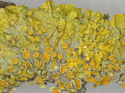 Common Orange Lichen