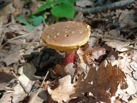Rotfußröhrling (Xerocomellus chrysenteron)