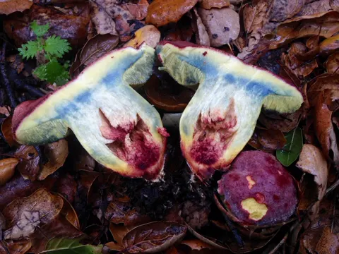 Weicher Hexen-Röhrling (Xerocomellus dryophilus)