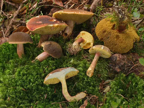 Bereifter Rotfuß-Röhrling (Xerocomellus pruinatus)