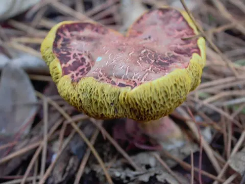 Flockenstieliger Hexen-Röhrling (Xerocomelus chrysenteron)
