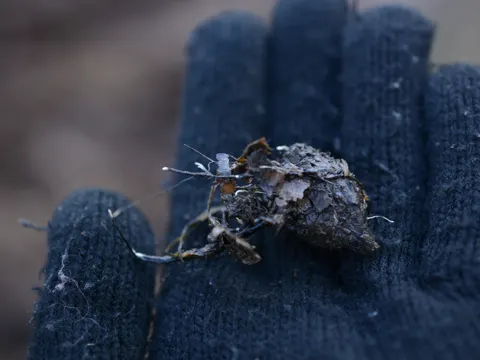 Bucheckern-Holzkeule (Xylaria carpophila)