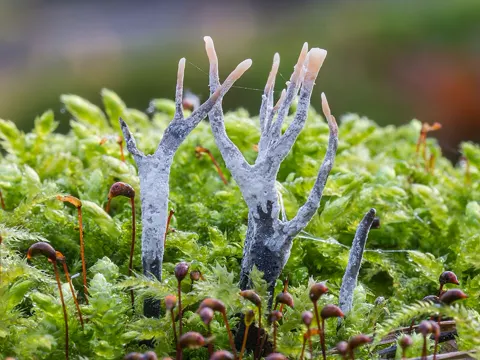 Candlestick Fungus