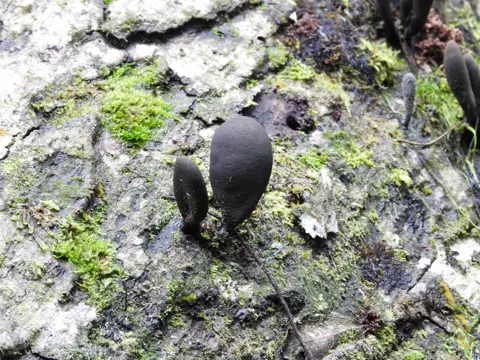 Dead Man's Fingers