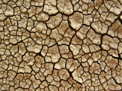 Xylobolus frustulatus (Xylobolus frustulatus)