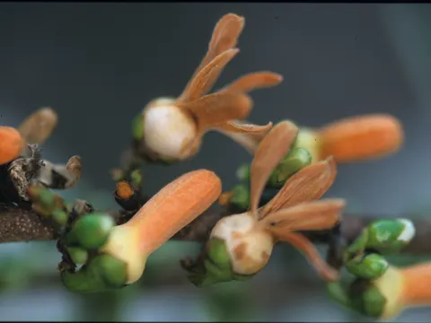 Xylopia emarginata (Xylopia emarginata)