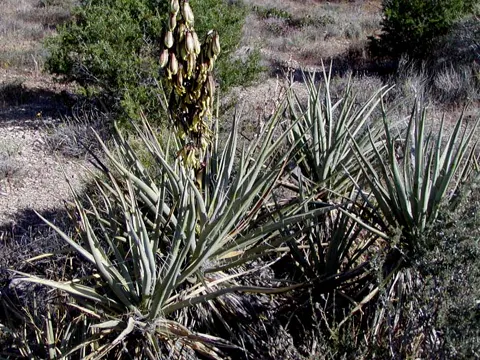 Datil Yucca (Yucca baccata)