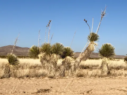 Seifenkraut-Yucca (Yucca elata)