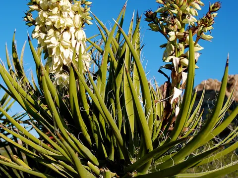 Mojave-Yucca (Yucca schidigera)