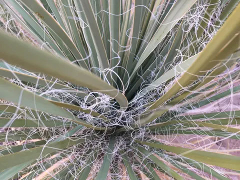 Yucca utahensis (Yucca utahensis)