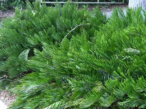 Coontie (Zamia integrifolia)