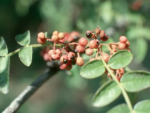 Amerikanischer Zahnweh-Baum