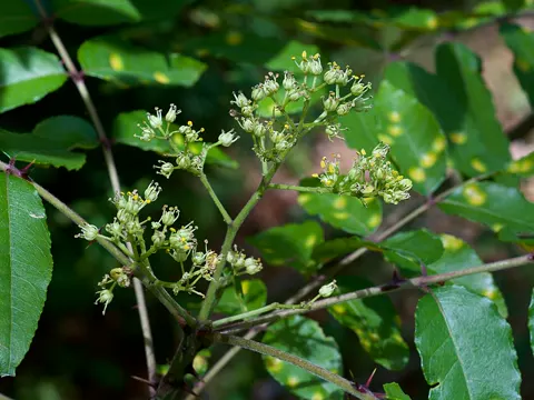 Zanthoxylum clava-herculis (Zanthoxylum clava-herculis)