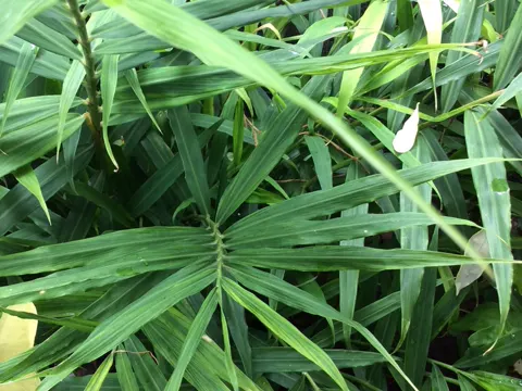 Ingwer (Zingiber officinale)