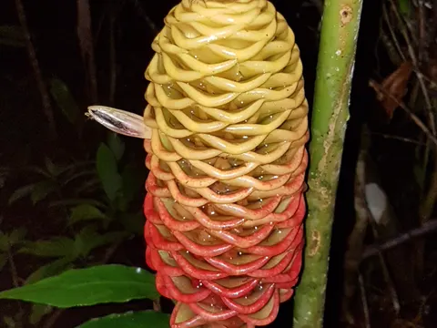 Shampoo-Ingwer (Zingiber spectabile)