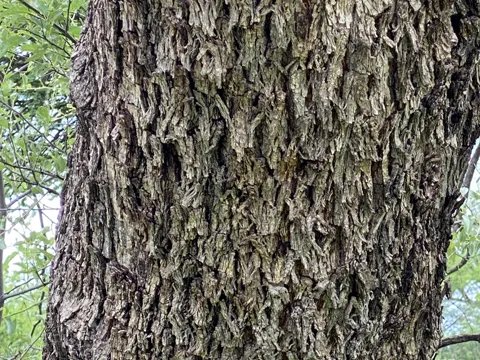 Ziziphus mucronata (Ziziphus mucronata)